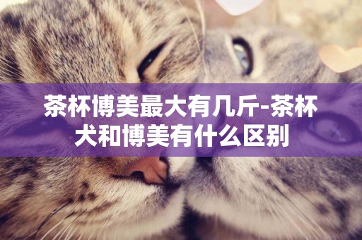 茶杯博美最大有幾斤-茶杯犬和博美有什么區別