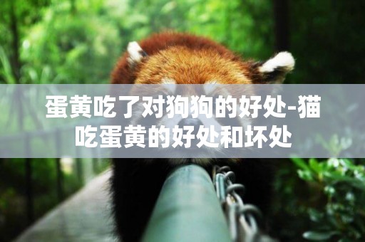 蛋黃吃了對狗狗的好處-貓吃蛋黃的好處和壞處