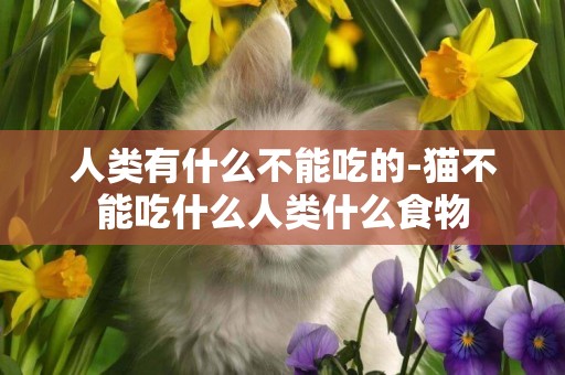 人類有什么不能吃的-貓不能吃什么人類什么食物