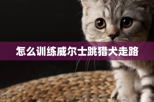 怎么訓練威爾士跳獵犬走路