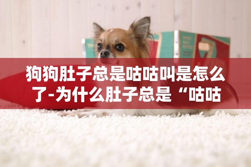 狗狗肚子總是咕咕叫是怎么了-為什么肚子總是“咕咕叫”