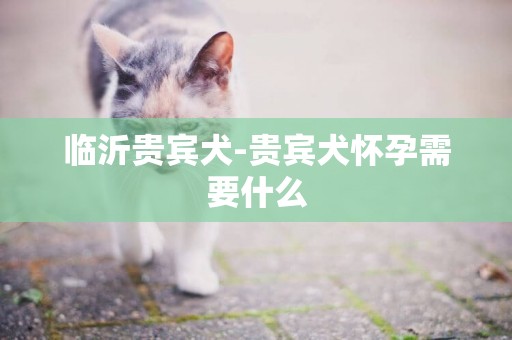 臨沂貴賓犬-貴賓犬懷孕需要什么