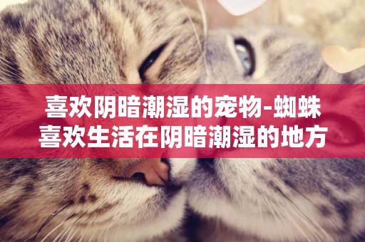 喜歡陰暗潮濕的寵物-蜘蛛喜歡生活在陰暗潮濕的地方