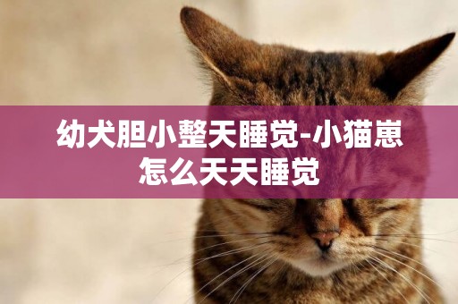 幼犬膽小整天睡覺-小貓崽怎么天天睡覺