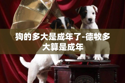狗的多大是成年了-德牧多大算是成年