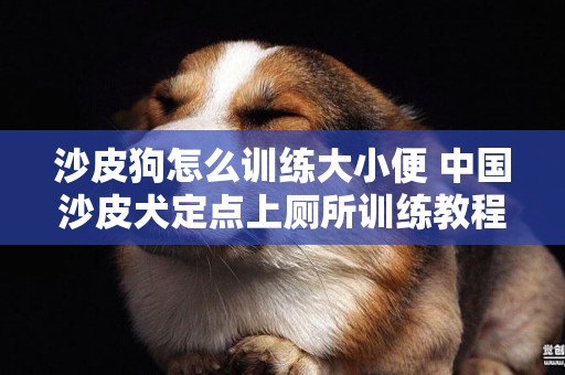 沙皮狗怎么訓練大小便 中國沙皮犬定點上廁所訓練教程