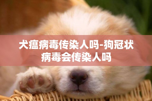 犬瘟病毒傳染人嗎-狗冠狀病毒會傳染人嗎