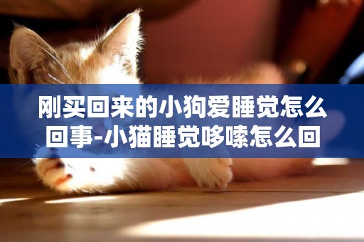 剛買回來的小狗愛睡覺怎么回事-小貓睡覺哆嗦怎么回事