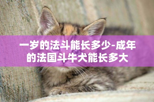 一歲的法斗能長多少-成年的法國斗牛犬能長多大