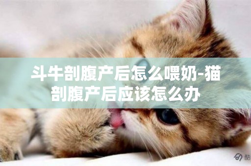 斗牛剖腹產后怎么喂奶-貓剖腹產后應該怎么辦