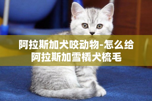 阿拉斯加犬咬動物-怎么給阿拉斯加雪橇犬梳毛