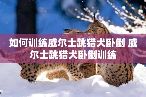 如何訓練威爾士跳獵犬臥倒 威爾士跳獵犬臥倒訓練