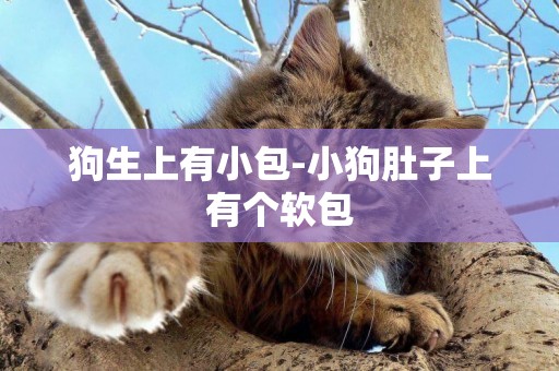 狗生上有小包-小狗肚子上有個軟包