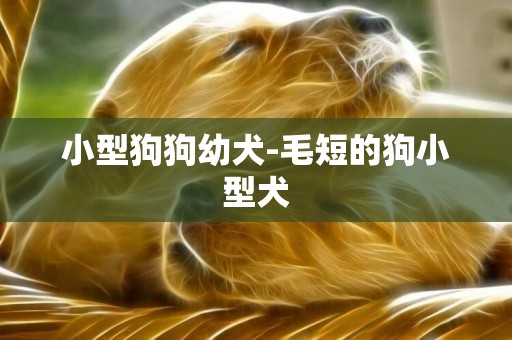 小型狗狗幼犬-毛短的狗小型犬