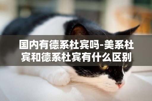 國內有德系杜賓嗎-美系杜賓和德系杜賓有什么區別