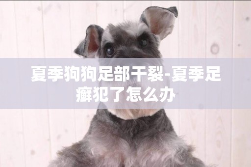 夏季狗狗足部干裂-夏季足癬犯了怎么辦