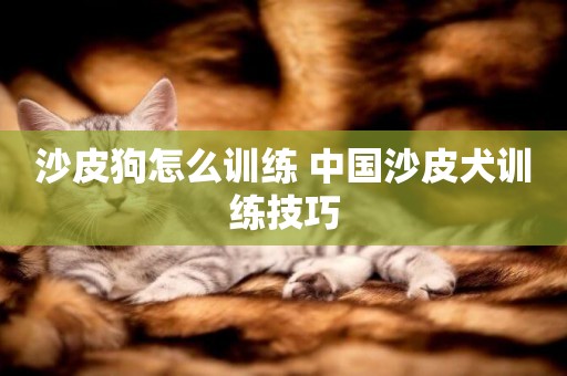 沙皮狗怎么訓練 中國沙皮犬訓練技巧