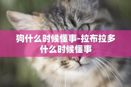 狗什么時候懂事-拉布拉多什么時候懂事