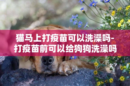 貓馬上打疫苗可以洗澡嗎-打疫苗前可以給狗狗洗澡嗎