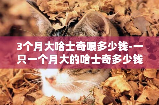3個月大哈士奇喂多少錢-一只一個月大的哈士奇多少錢