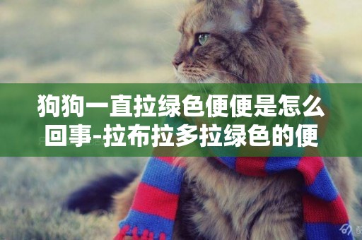 狗狗一直拉綠色便便是怎么回事-拉布拉多拉綠色的便便是怎么回事