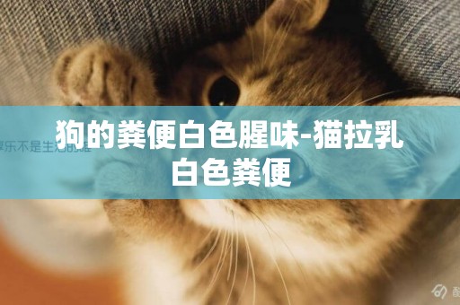 狗的糞便白色腥味-貓拉乳白色糞便