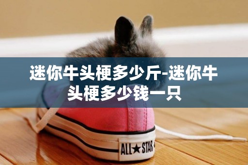 迷你牛頭梗多少斤-迷你牛頭梗多少錢一只