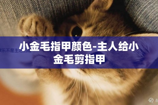 小金毛指甲顏色-主人給小金毛剪指甲