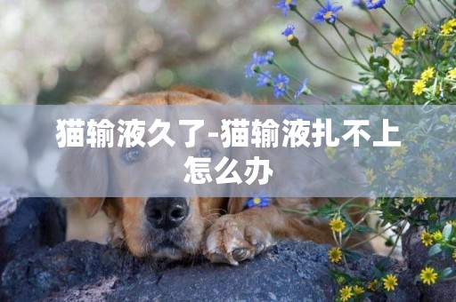 貓輸液久了-貓輸液扎不上怎么辦