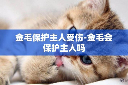 金毛保護主人受傷-金毛會保護主人嗎