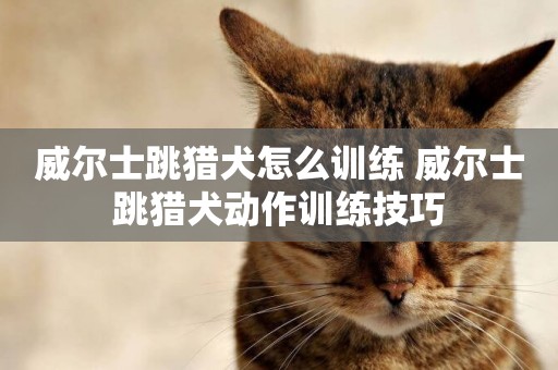 威爾士跳獵犬怎么訓練 威爾士跳獵犬動作訓練技巧