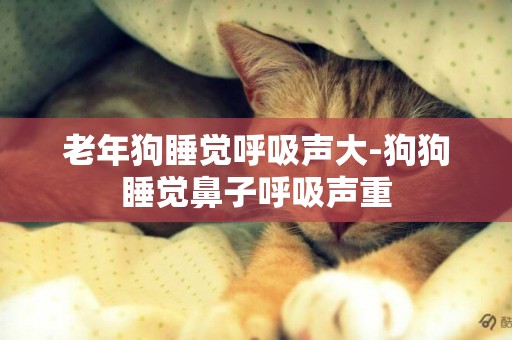 老年狗睡覺呼吸聲大-狗狗睡覺鼻子呼吸聲重