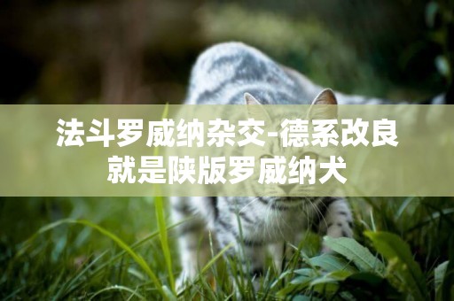 法斗羅威納雜交-德系改良就是陜版羅威納犬