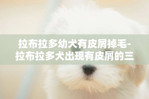 拉布拉多幼犬有皮屑掉毛-拉布拉多犬出現有皮屑的三個原因