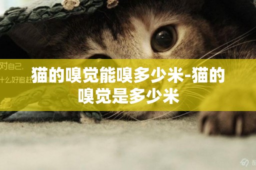 貓的嗅覺能嗅多少米-貓的嗅覺是多少米