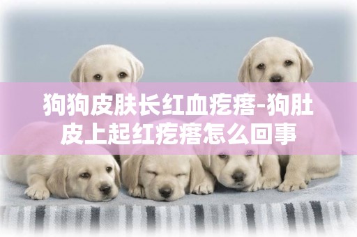 狗狗皮膚長紅血疙瘩-狗肚皮上起紅疙瘩怎么回事