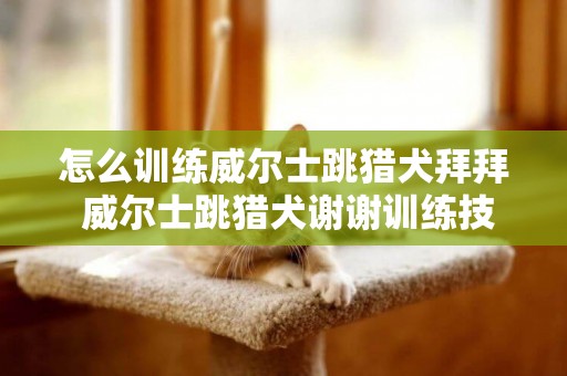 怎么訓練威爾士跳獵犬拜拜 威爾士跳獵犬謝謝訓練技巧