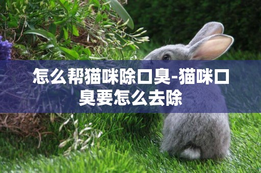 怎么幫貓咪除口臭-貓咪口臭要怎么去除