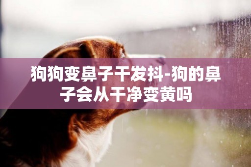 狗狗變鼻子干發抖-狗的鼻子會從干凈變黃嗎