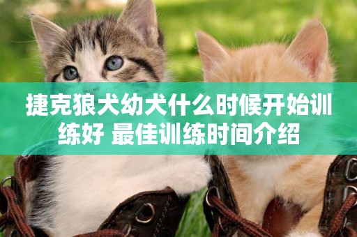 捷克狼犬幼犬什么時候開始訓練好 最佳訓練時間介紹