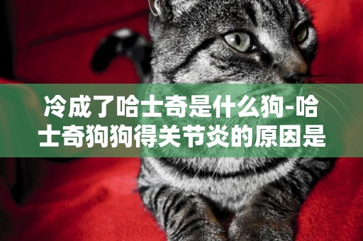 冷成了哈士奇是什么狗-哈士奇狗狗得關節炎的原因是什么
