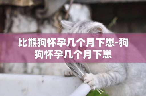 比熊狗懷孕幾個月下崽-狗狗懷孕幾個月下崽