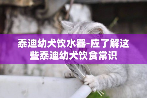 泰迪幼犬飲水器-應了解這些泰迪幼犬飲食常識