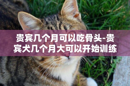 貴賓幾個月可以吃骨頭-貴賓犬幾個月大可以開始訓練