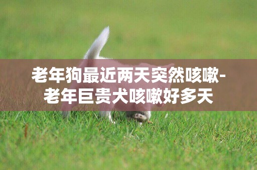老年狗最近兩天突然咳嗽-老年巨貴犬咳嗽好多天