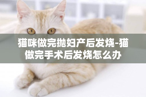 貓咪做完拋婦產后發燒-貓做完手術后發燒怎么辦