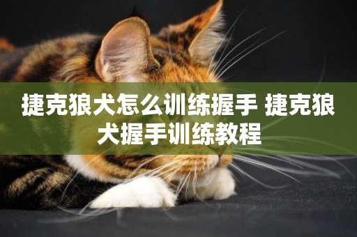 捷克狼犬怎么訓練握手 捷克狼犬握手訓練教程