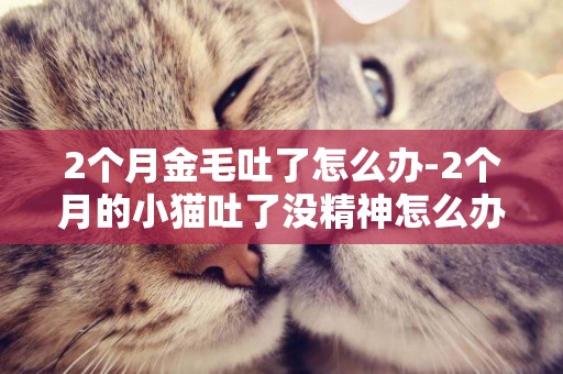 2個月金毛吐了怎么辦-2個月的小貓吐了沒精神怎么辦