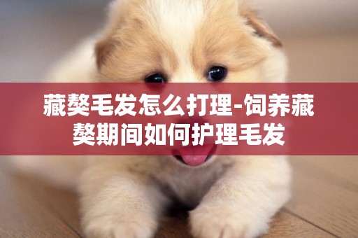 藏獒毛發怎么打理-飼養藏獒期間如何護理毛發