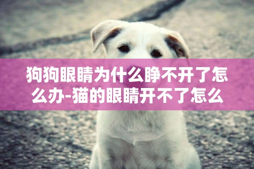 狗狗眼睛為什么睜不開了怎么辦-貓的眼睛開不了怎么辦